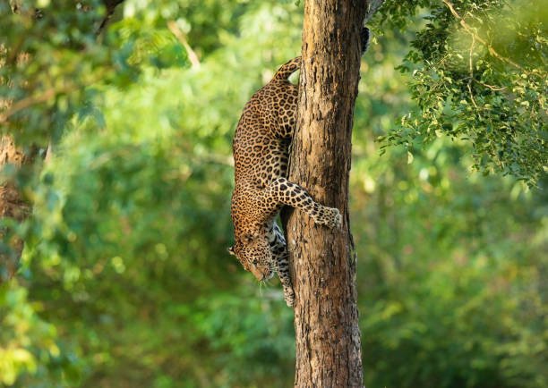 yala leopard safari morning